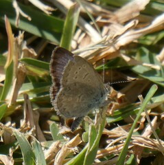 Zizeeria knysna knysna