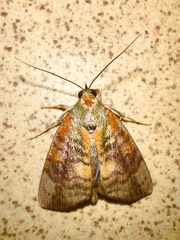 Maurilia