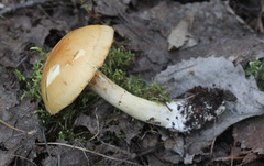 Cortinarius talus
