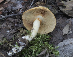 Cortinarius talus