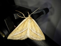 Chariaspilates formosaria