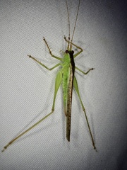 Xiphidiopsis subpunctata