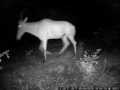 Alcelaphus buselaphus major