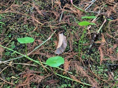 Apiales