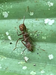 Ectatomma tuberculatum