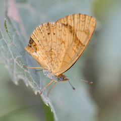 Tegosa