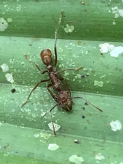 Ectatomma tuberculatum