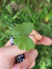 Hydrocotyle moschata