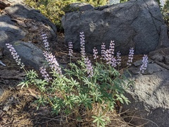 Lupinus arbustus
