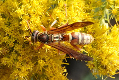 Polistes bellicosus