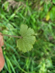 Hydrocotyle moschata