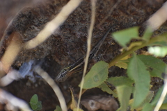 Stenocercus ornatissimus