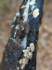 Trichoderma