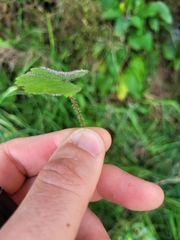 Hydrocotyle moschata