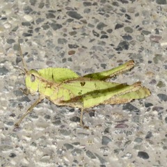Xyleus discoideus