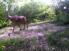 Alcelaphus buselaphus major