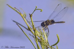 Macrodiplax balteata