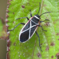 Ochrostomus pulchellus
