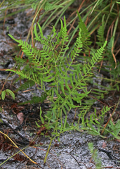Pteridium aquilinum pseudocaudatum