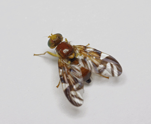 Celery Fly, photo 10 of 10