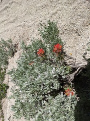 Castilleja chromosa