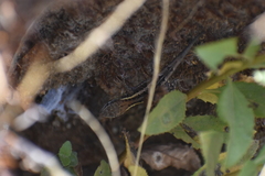 Stenocercus ornatissimus