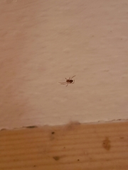 Arachnida