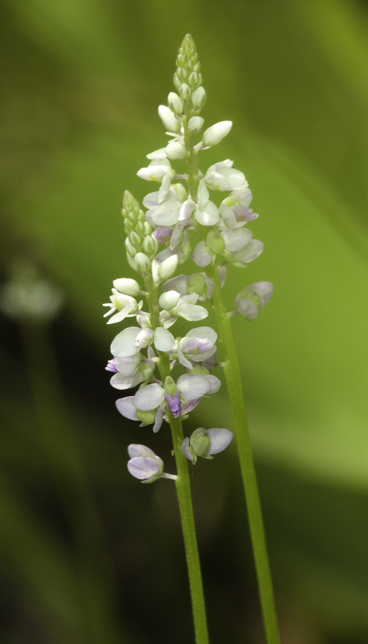 Polygala ambigua
