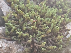 Tortella tortuosa