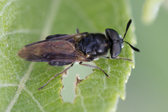 Hoplitimyia mutabilis