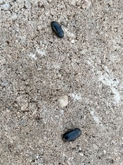 Tenebrionidae