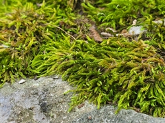 Claopodium rostratum