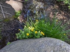 Erythranthe tilingii