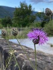 Centaurea scabiosa