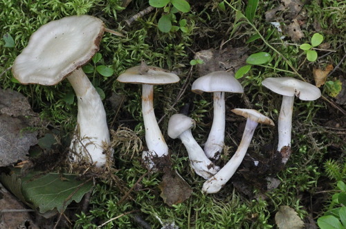 Cortinarius porphyropus image