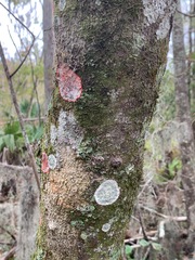 Cryptothecia striata