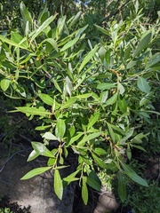 Salix scouleriana