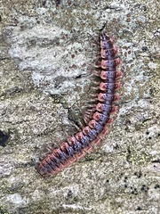 Pseudopolydesmus