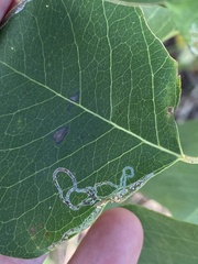 Caloptilia triadicae