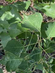 Caloptilia triadicae
