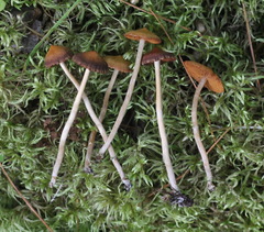 Cortinarius parvannulatus