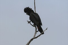 Calyptorhynchus banksii