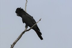 Calyptorhynchus banksii