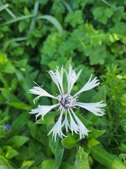 Centaurea cheiranthifolia