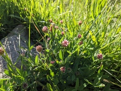 Trifolium longipes