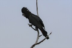 Calyptorhynchus banksii