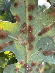 Neuroterus quercusverrucarum