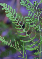 Pteridium aquilinum pseudocaudatum