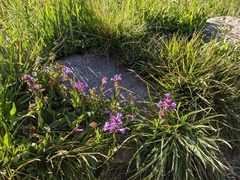 Penstemon heterodoxus