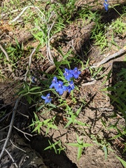 Delphinium nuttallianum